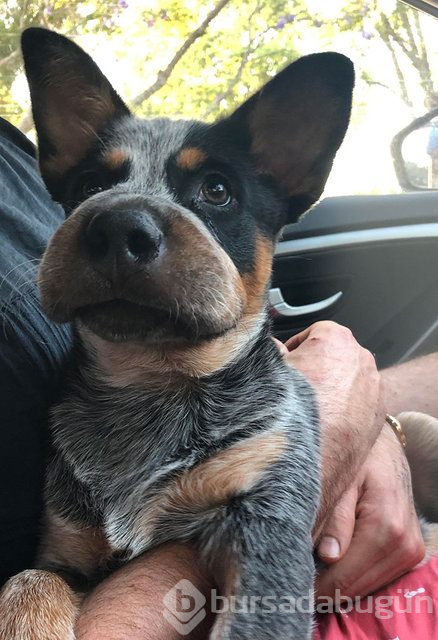 Arılar tarafından sokulan talihsiz köpekler
