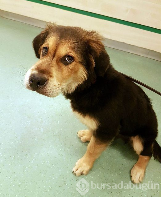 Arılar tarafından sokulan talihsiz köpekler
