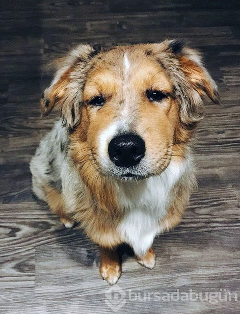 Arılar tarafından sokulan talihsiz köpekler
