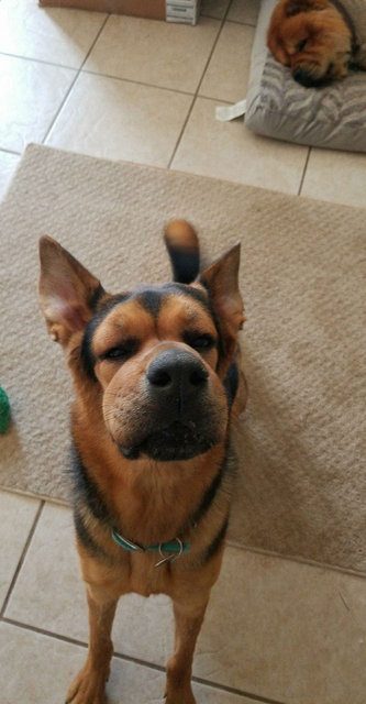 Arılar tarafından sokulan talihsiz köpekler
