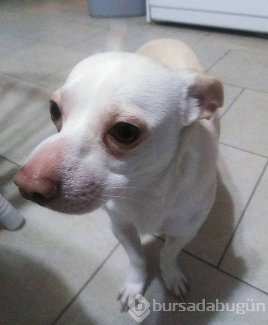 Arılar tarafından sokulan talihsiz köpekler
