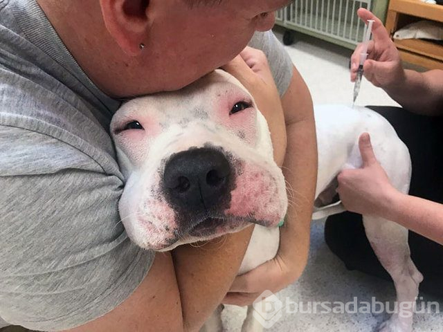 Arılar tarafından sokulan talihsiz köpekler
