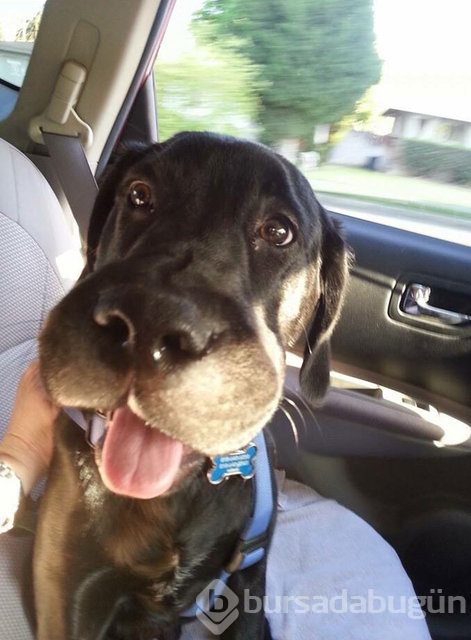Arılar tarafından sokulan talihsiz köpekler
