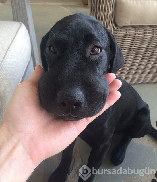 Arılar tarafından sokulan talihsiz köpekler
