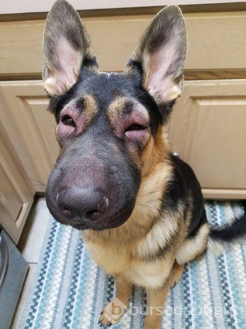 Arılar tarafından sokulan talihsiz köpekler
