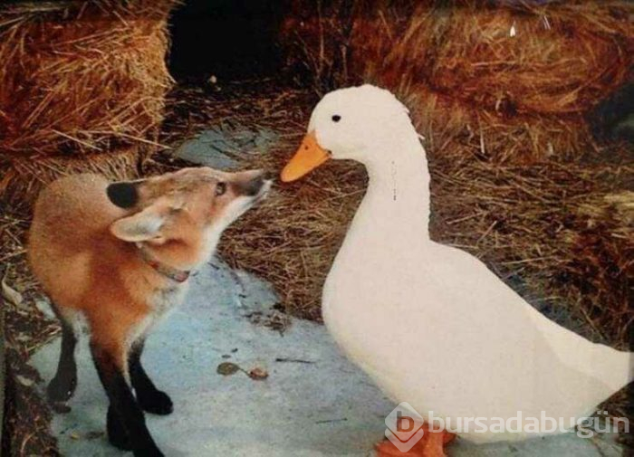 Günün en çok paylaşılan fotoğrafları (10.04.2019)