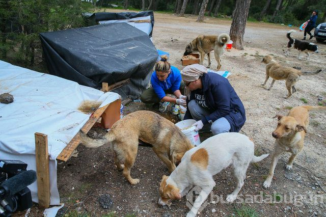  Sahipsiz 600 köpeğin bakımını yapıyorlar 