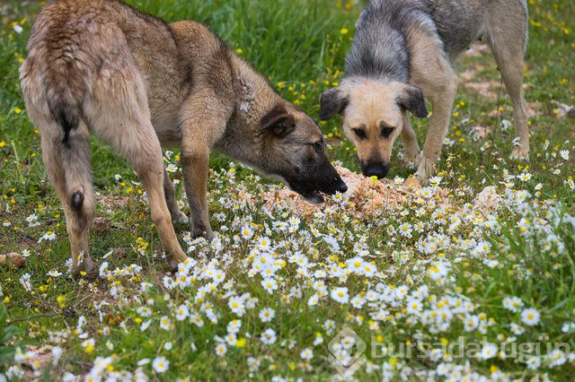  Sahipsiz 600 köpeğin bakımını yapıyorlar 