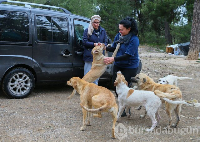  Sahipsiz 600 köpeğin bakımını yapıyorlar 