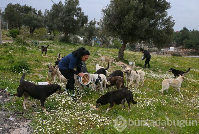  Sahipsiz 600 köpeğin bakımını yapıyorlar 