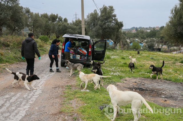  Sahipsiz 600 köpeğin bakımını yapıyorlar 