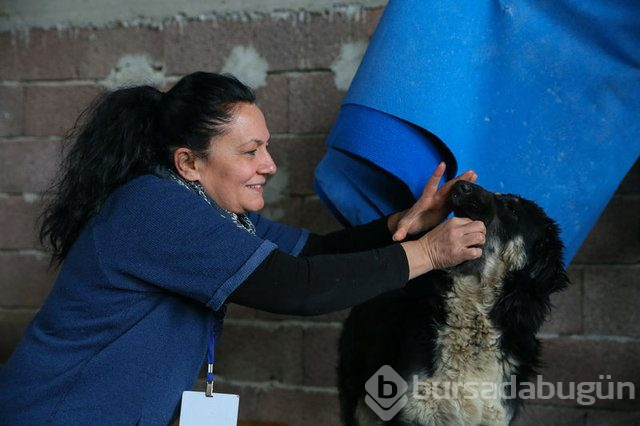  Sahipsiz 600 köpeğin bakımını yapıyorlar 