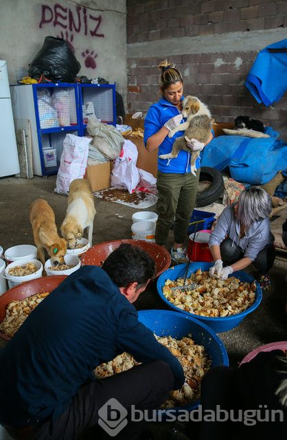  Sahipsiz 600 köpeğin bakımını yapıyorlar 