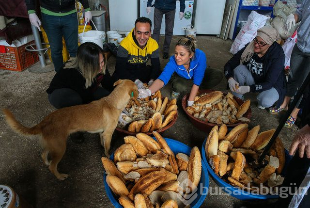  Sahipsiz 600 köpeğin bakımını yapıyorlar 