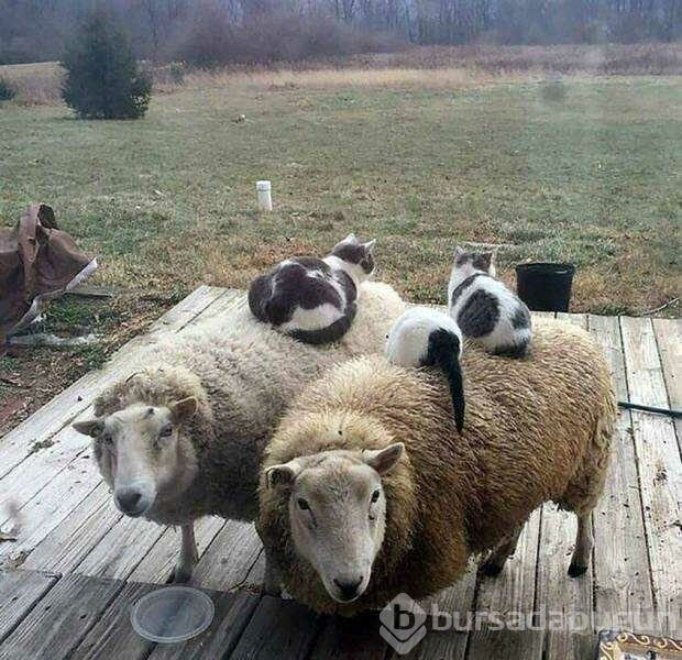 Günün en çok paylaşılan fotoğrafları (12.04.2019)