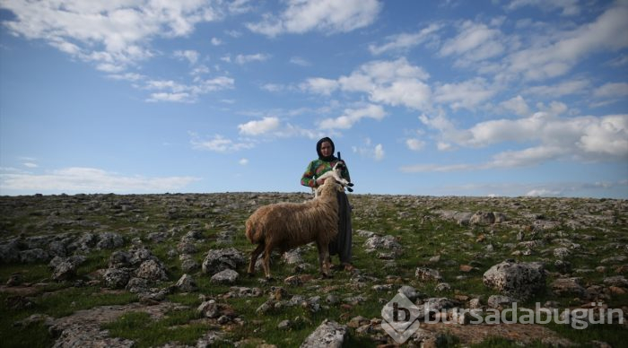  Göçerlerin renkli ilkbahar mesaisi 