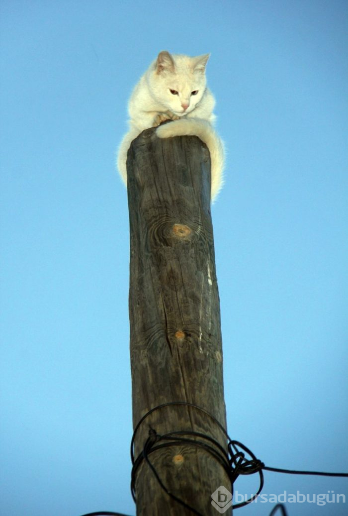  Kedi, korktuğu için çıktığı direkten 5 saat sonra indi 