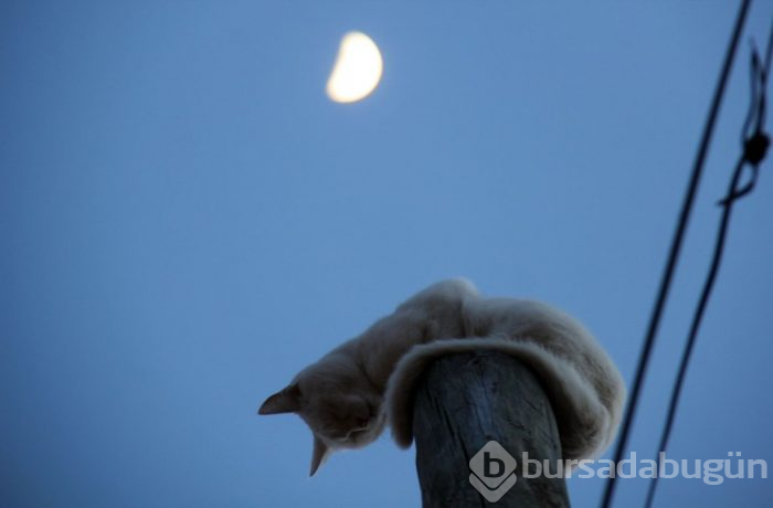 Kedi, korktuğu için çıktığı direkten 5 saat sonra indi 