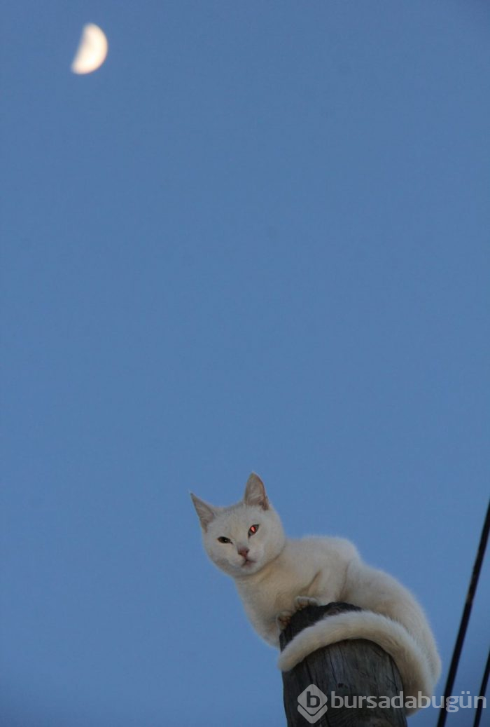  Kedi, korktuğu için çıktığı direkten 5 saat sonra indi 