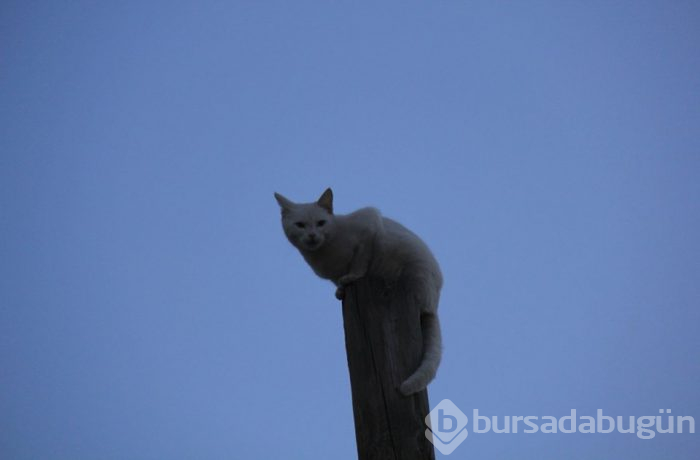  Kedi, korktuğu için çıktığı direkten 5 saat sonra indi 