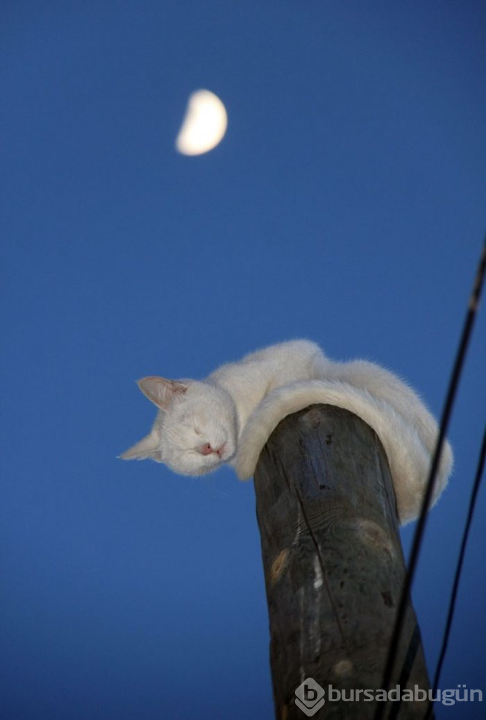  Kedi, korktuğu için çıktığı direkten 5 saat sonra indi 