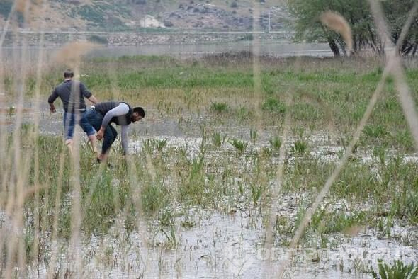 Binlerce balık kıyıya vurdu, duyan geldi