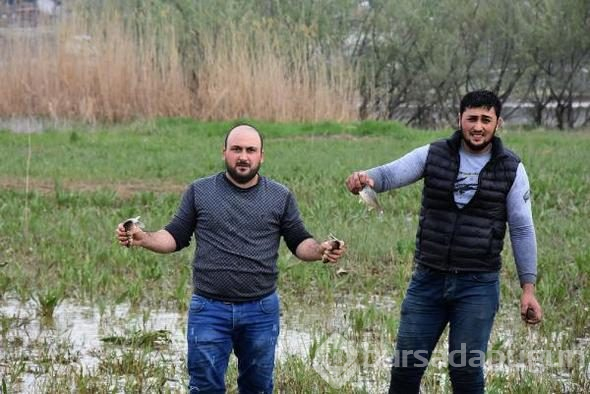 Binlerce balık kıyıya vurdu, duyan geldi