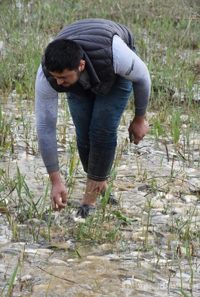Binlerce balık kıyıya vurdu, duyan geldi
