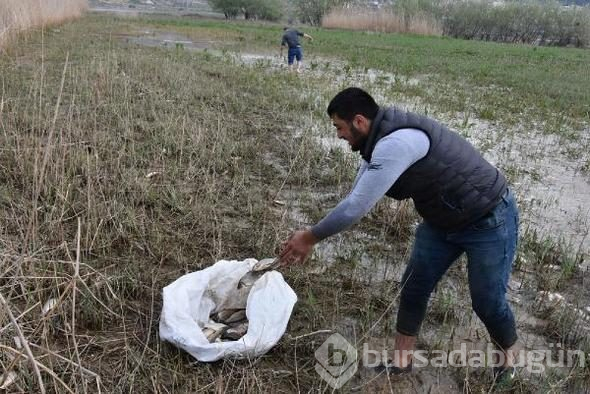 Binlerce balık kıyıya vurdu, duyan geldi