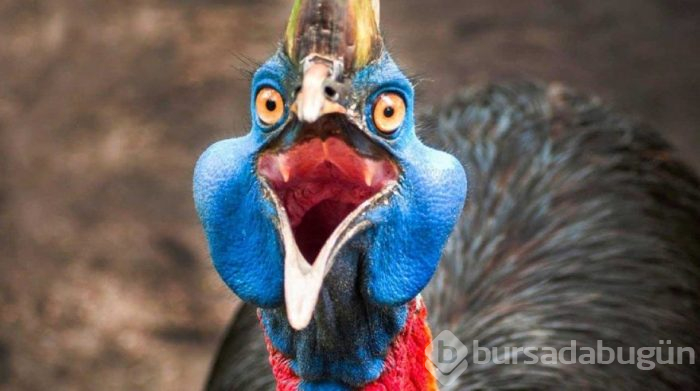 Cassowary kuşu gagasıyla şah damarını parçalıyor! İşte Cassowary kuşu hakkında bilinmeyenler