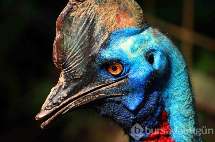 Cassowary kuşu gagasıyla şah damarını parçalıyor! İşte Cassowary kuşu hakkında bilinmeyenler