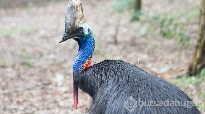 Cassowary kuşu gagasıyla şah damarını parçalıyor! İşte Cassowary kuşu hakkında bilinmeyenler