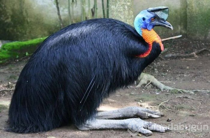 Cassowary kuşu gagasıyla şah damarını parçalıyor! İşte Cassowary kuşu hakkında bilinmeyenler