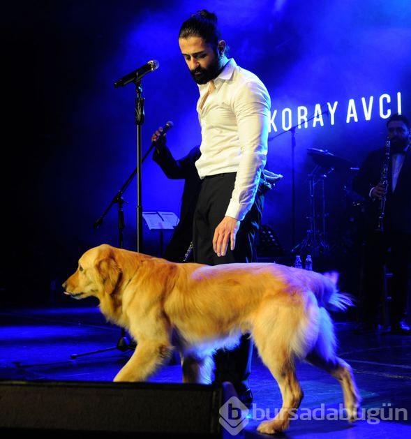  Koray Avcı ve pamuk şekeri 