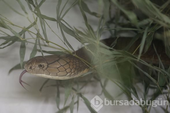 "En zehirli yılanlar" sergisi açıldı

