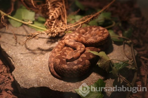 "En zehirli yılanlar" sergisi açıldı
