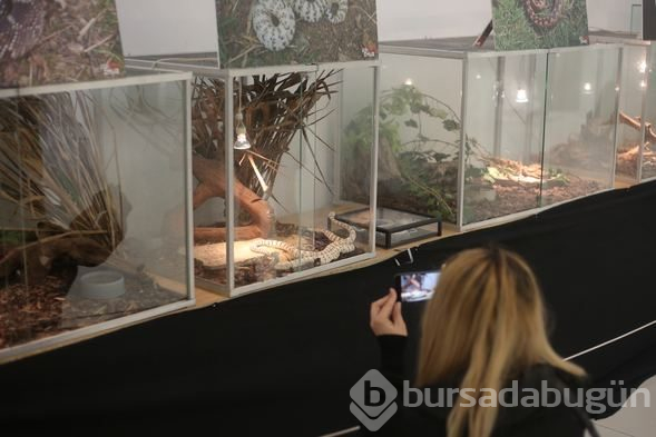 "En zehirli yılanlar" sergisi açıldı
