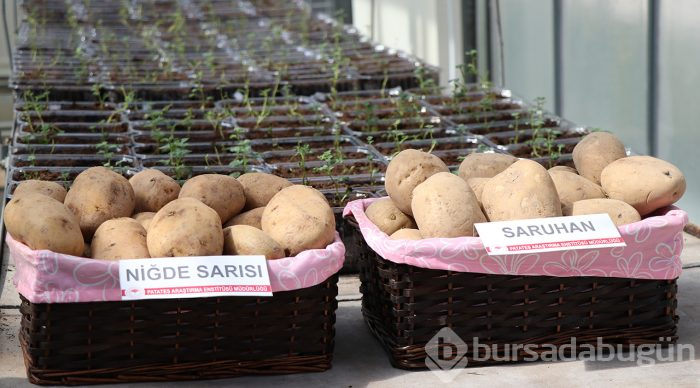2 yerli patates çeşidi daha tescillendi
