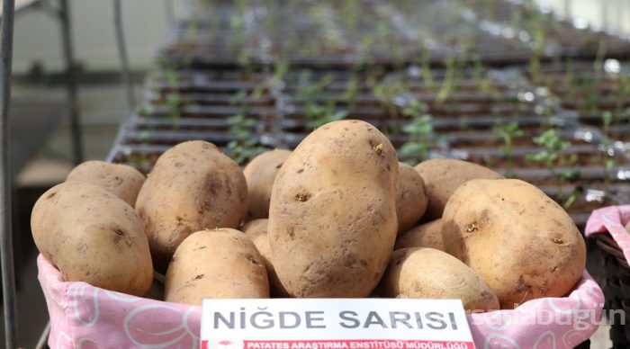 2 yerli patates çeşidi daha tescillendi
