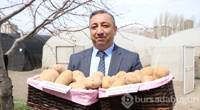2 yerli patates çeşidi daha tescillendi
