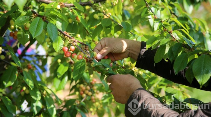 Tanesi 1 liraya satılan erkenci kiraz hediyelik oldu
