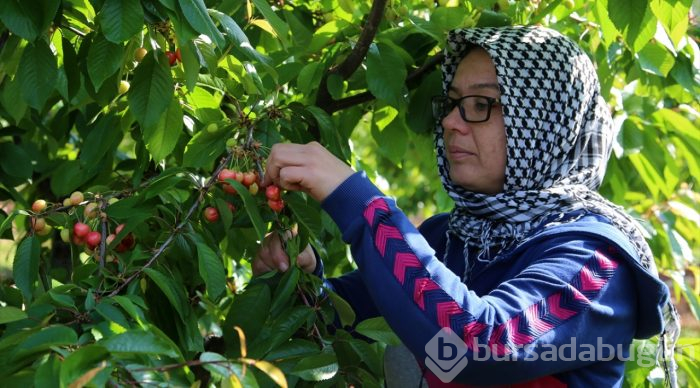 Tanesi 1 liraya satılan erkenci kiraz hediyelik oldu
