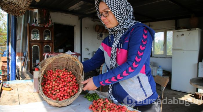 Tanesi 1 liraya satılan erkenci kiraz hediyelik oldu
