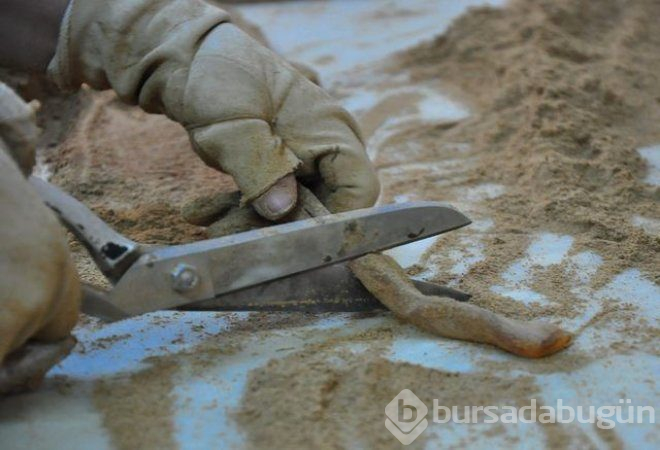 Soğuk algınlığına iyi geliyor, cinsel güce güç katıyor!