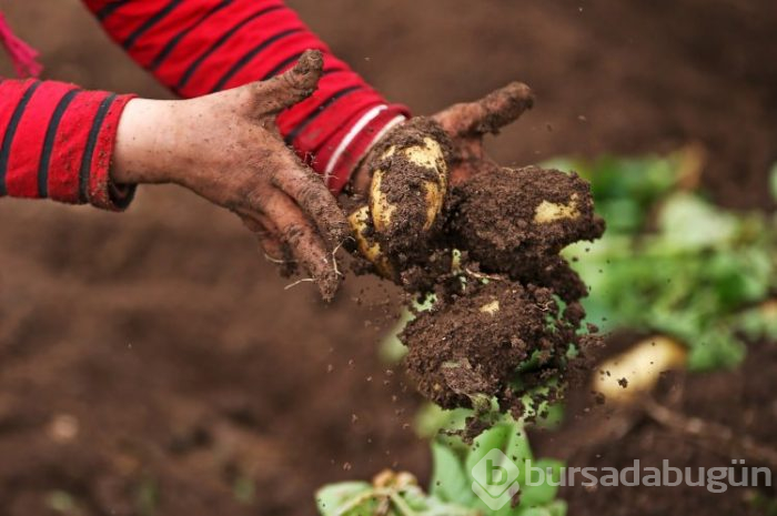Patates hasadı başladı
