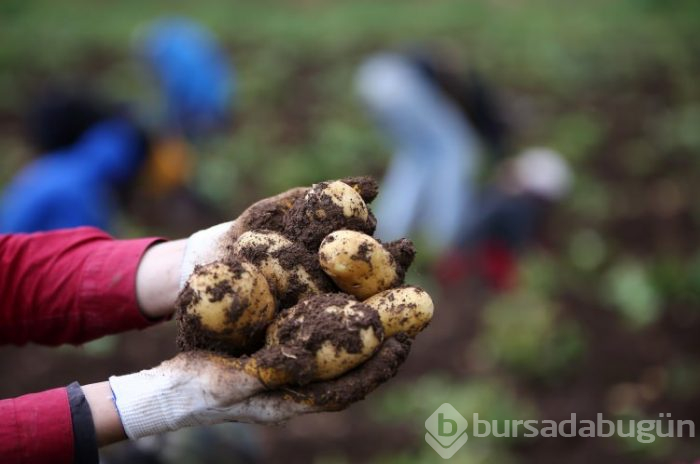 Patates hasadı başladı
