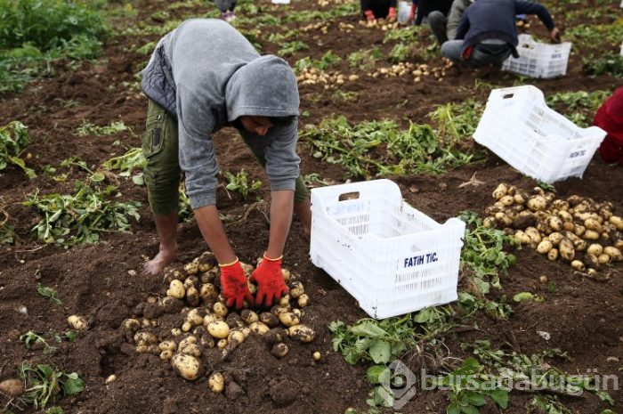Patates hasadı başladı
