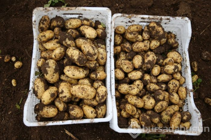 Patates hasadı başladı
