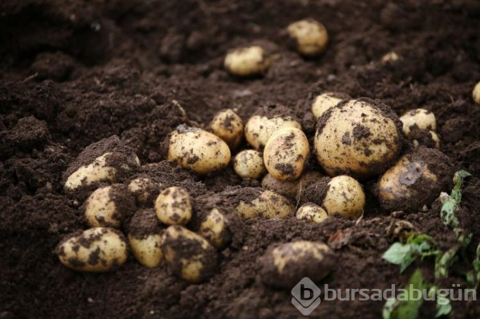 Patates hasadı başladı
