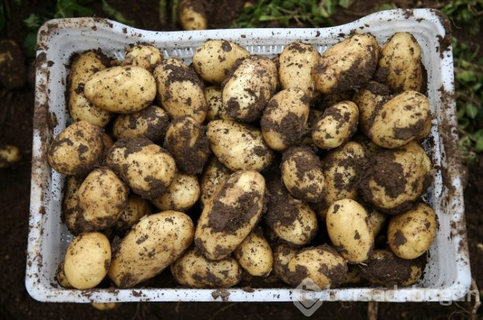 Patates hasadı başladı
